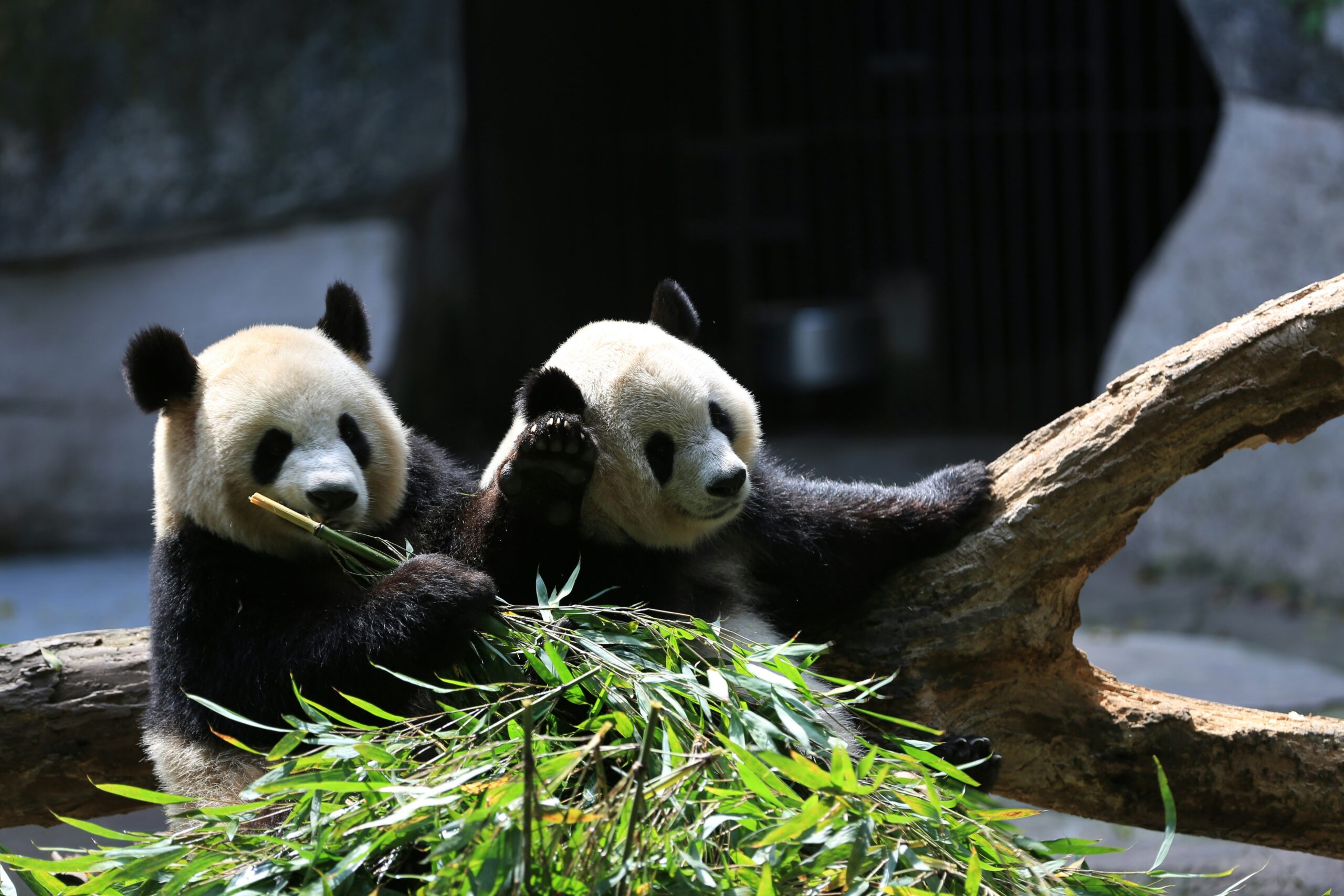 découvrez tout sur les pandas : leur habitat naturel, leur alimentation, leur comportement et bien plus encore. ne manquez pas nos articles et photos exclusifs sur les pandas.