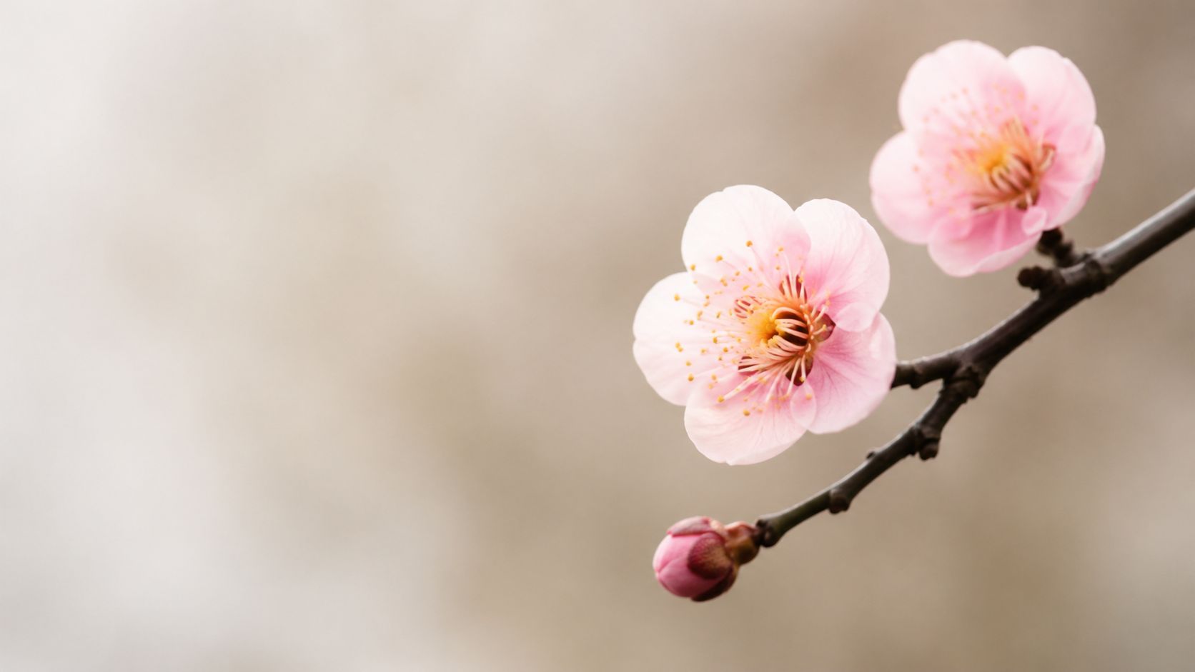Branches de cerisier en fleurs rose, cherry blossom au printemps